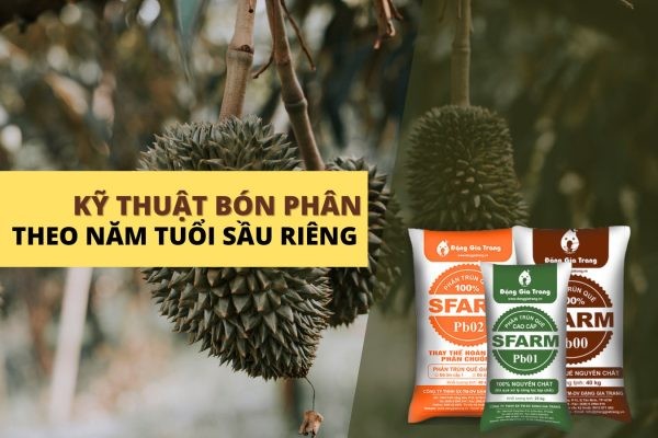 Phân bón sầu riêng theo từng giai đoạn và độ tuổi