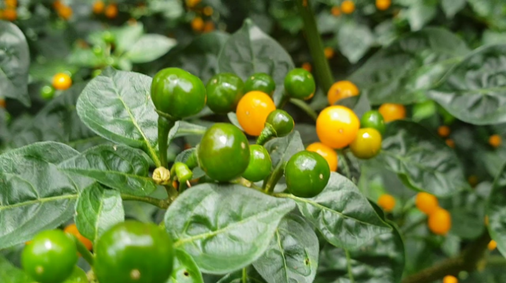 Cách trồng ớt peru tại nhà chuẩn chuyên gia
