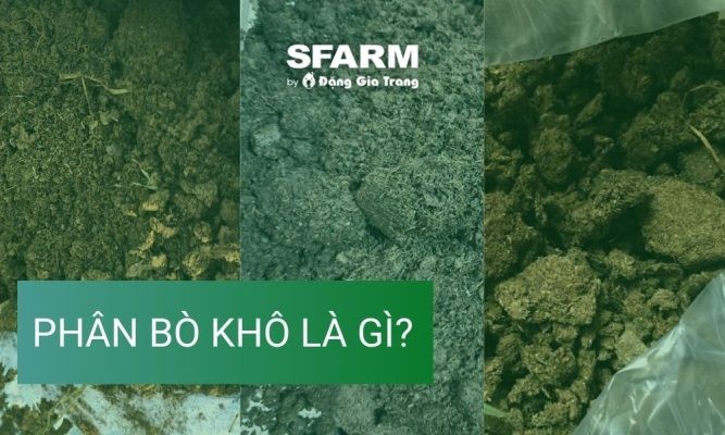 Phân bò khô là gì? Lợi ích và cách dùng