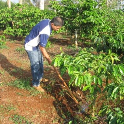 Phân bón cà phê cho từng giai đoạn phát triển
