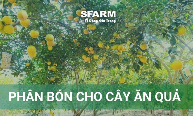Phân bón cho cây ăn quả: Cách chọn và bón đúng kỹ thuật
