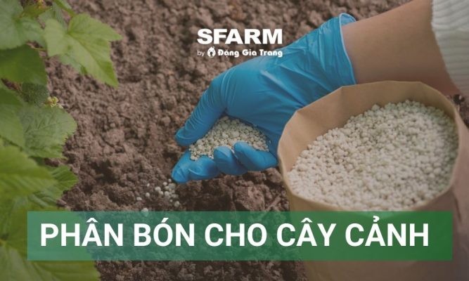 Phân bón cho cây cảnh là gì? Cách chọn đúng giúp cây khỏe đẹp