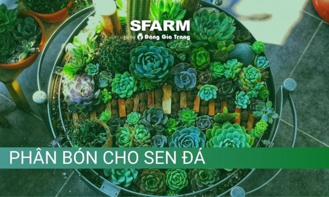 Top 10 loại phân bón cho sen đá phổ biến giúp sen đá phát triển