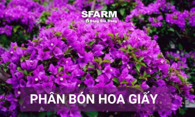 Phân bón hoa giấy: Cách chọn và sử dụng giúp cây sai hoa quanh năm