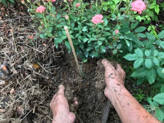 Phân Bón Cho Hoa Hồng: Kỹ Thuật Bón Phân Hoa Nở Đẹp A-Z