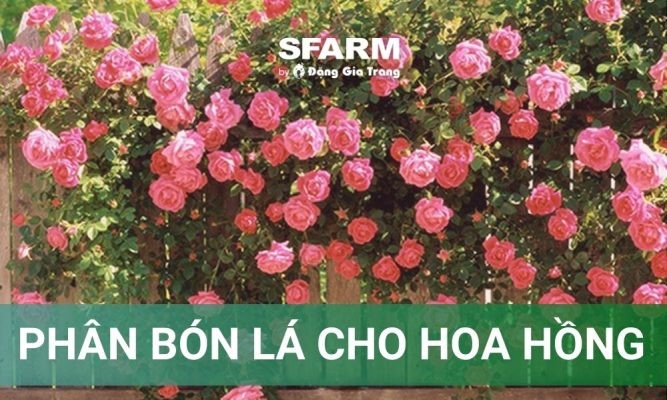 Phân bón lá cho hoa hồng: Bí quyết giúp hoa nở rộ, bền màu
