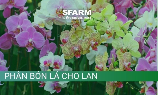 Phân bón lá cho lan: Đặc điểm, công dụng và cách dùng