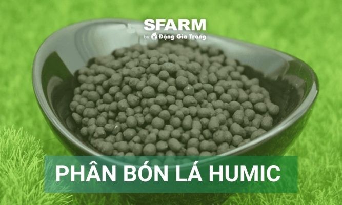 Phân bón lá humic: Công dụng và cách dùng hiệu quả cho cây