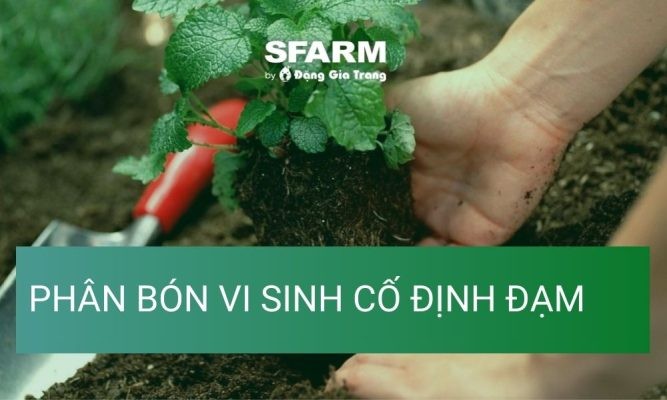Phân bón vi sinh cố định đạm và cách sử dụng hiệu quả