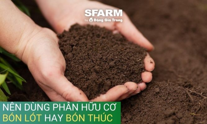 Phân hữu cơ dùng để bón lót hay bón thúc cho cây trồng?
