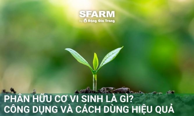 Phân bón hữu cơ vi sinh là gì? Công dụng và cách dùng hiệu quả