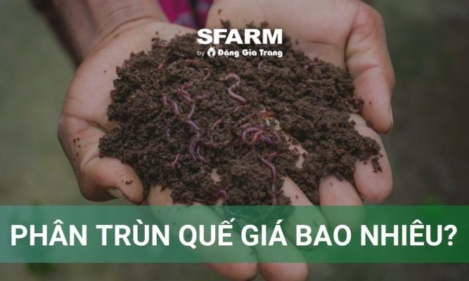 Phân trùn quế giá bao nhiêu? Chi tiết giá các loại phân trùn, nơi mua uy tín