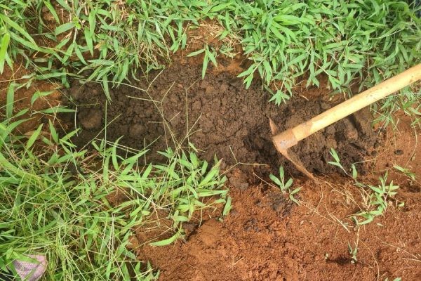 Giá trị phân trùn quế nằm ở đâu?