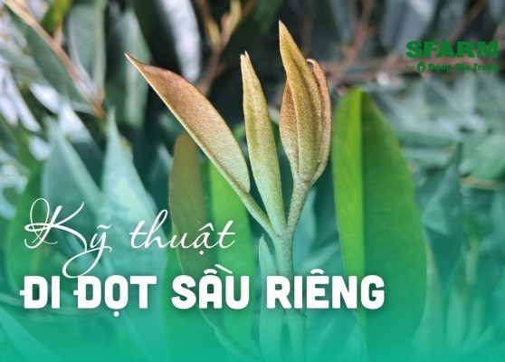 Quản lý đọt sầu riêng, kỹ thuật đi đọt sầu riêng hiệu quả