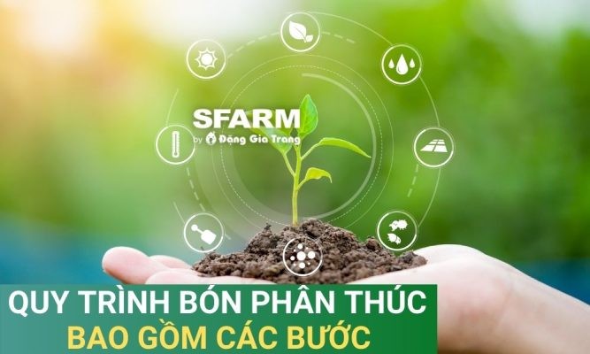 Quy trình bón phân thúc bao gồm mấy bước? Cách bón hiệu quả