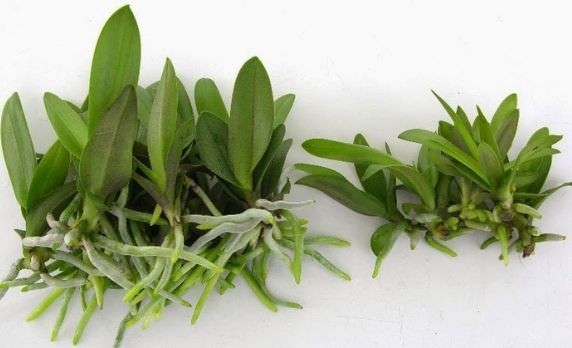 Quy trình kỹ thuật trồng lan con từ nuôi cấy mô