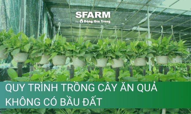 Quy trình trồng cây ăn quả không có bầu đất – Hướng dẫn chi tiết từ A-Z