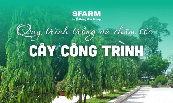 Hướng dẫn quy trình trồng cây công trình và chăm sóc cây đạt chuẩn