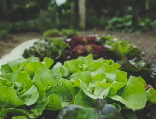 Rau ăn lá là gì? Các loại rau ăn lá dễ trồng tại nhà