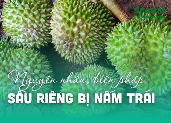 Sầu riêng bị nấm trái: Nguyên nhân, biện pháp phòng trừ hiệu quả