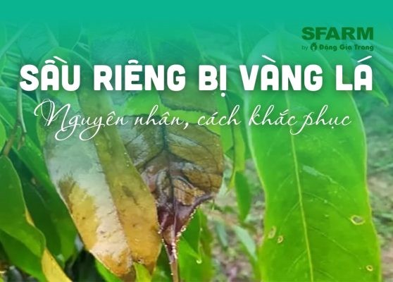 Sầu riêng bị vàng lá: Nguyên nhân, giải pháp và phòng trừ hiệu quả