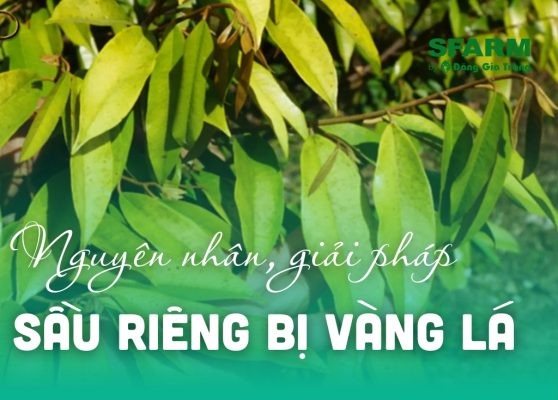 Sầu riêng con bị vàng lá mới trồng: Nguyên nhân, giải pháp