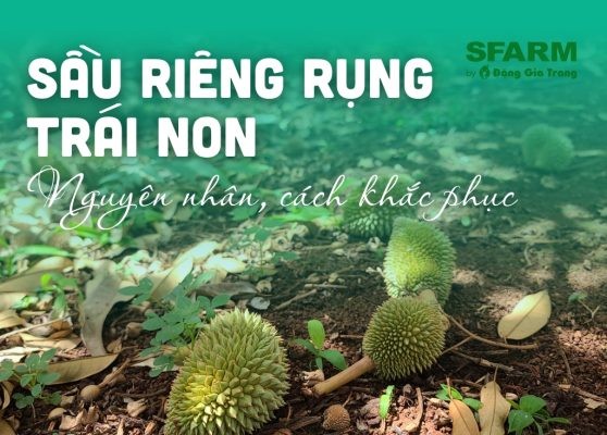 Sầu riêng rụng trái non: Nguyên nhân, giải pháp, phòng tránh hiệu quả