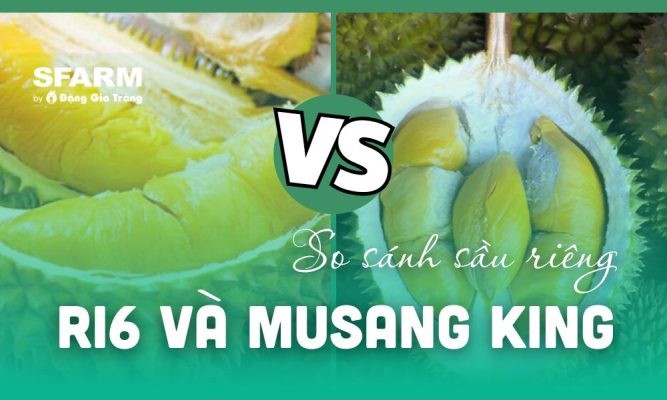 So sánh sầu riêng Ri6 và Musang King: Loại nào ngon, đáng trồng?