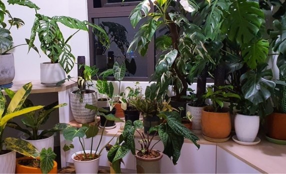 Tổng hợp 24 cây kiểng lá đẹp nên có trong nhà bạn