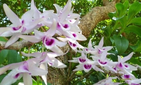 Tất tần tật về các loại lan phi điệp hiện nay