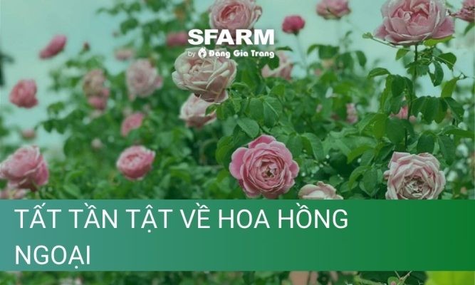 Tất tần tật về hoa hồng ngoại không thể bỏ qua