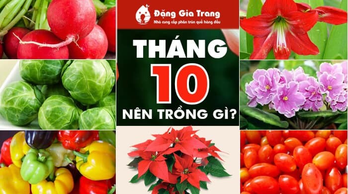 Tháng 10 nên trồng cây gì?