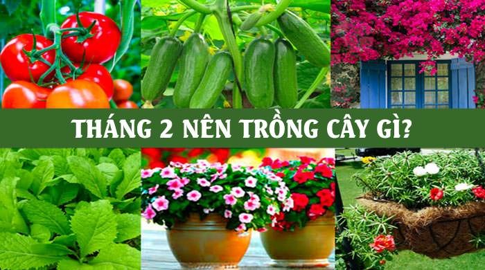 Tháng 2 nên trồng rau & hoa gì?
