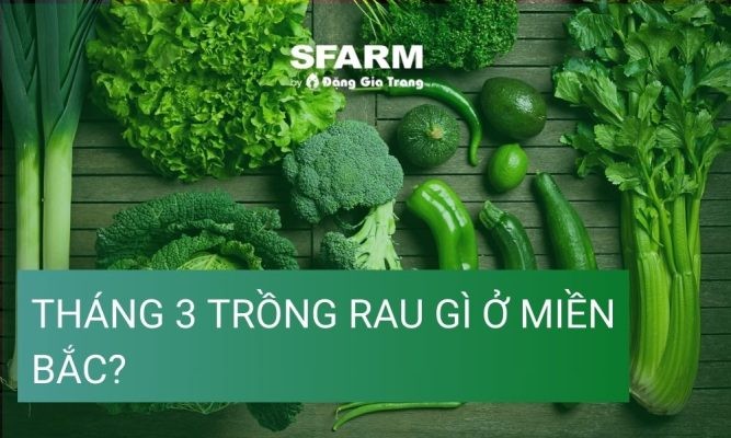 Tháng 3 trồng rau gì ở miền Bắc? Gợi ý các loại rau, cách trồng hiệu quả