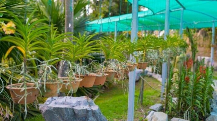 Bí quyết thiết kế vườn lan đẹp mê mẫn cho nhà phố