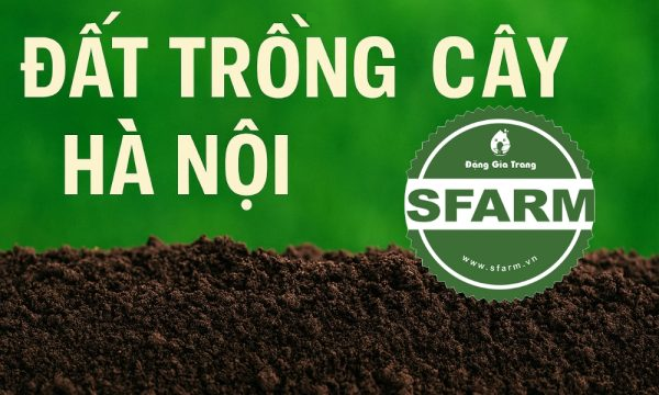 Bán đất trồng cây Hà Nội – Chất lượng, giá tốt