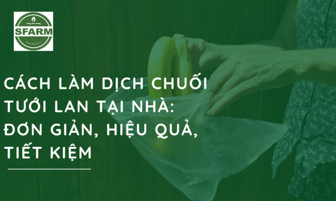 Cách làm dịch chuối tưới lan tại nhà: Đơn giản, hiệu quả, tiết kiệm