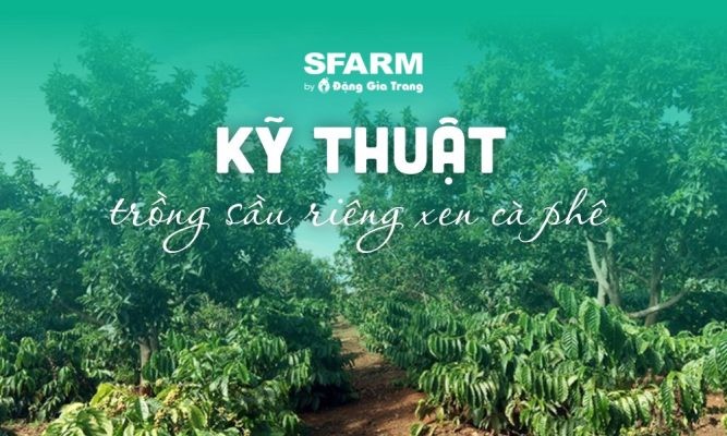 Kỹ thuật trồng sầu riêng xen cà phê hiệu quả, tối đa năng suất