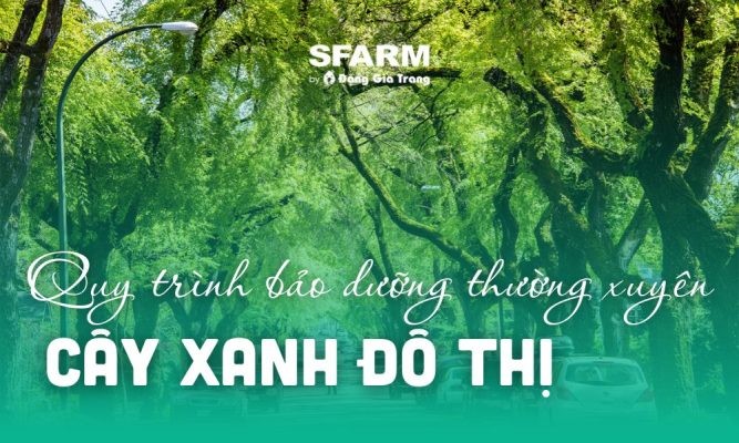 6 bước quy trình bảo dưỡng thường xuyên cây xanh đô thị, giá dịch vụ
