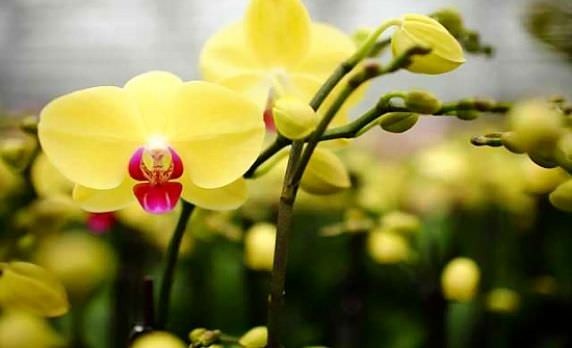 Top 7 loại giá thể trồng lan hồ điệp tốt nhất