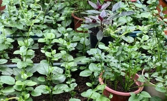 Các Loại Rau Ưa Bóng Râm Bạn Nhất Định Phải Biết