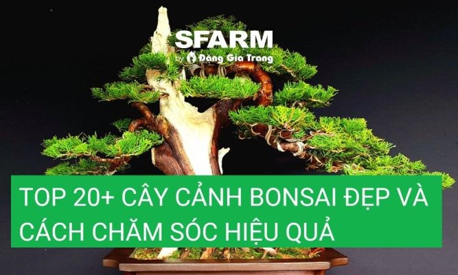 Top 20+ cây cảnh bonsai đẹp và cách chăm sóc hiệu quả