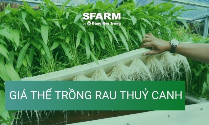 Top 10+ giá thể trồng rau thuỷ canh phổ biến hiện nay