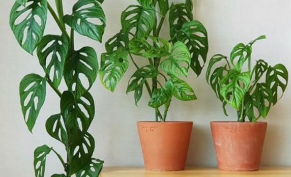 Cách trồng và chăm sóc trầu bà lỗ hút vận may cho gia chủ