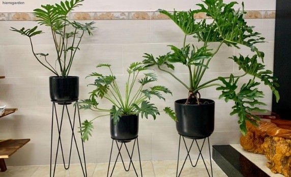 Trầu bà thanh xuân: ý nghĩa phong thủy, cách trồng & chăm sóc