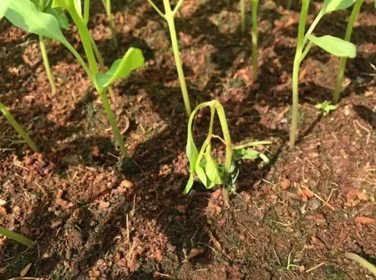 Cách phòng trừ bệnh hại do nấm bằng cách sử dụng trichoderma
