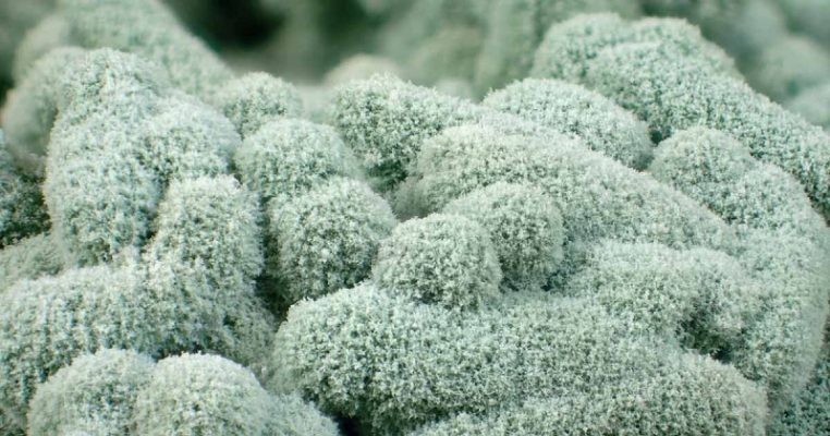 Cách ủ rơm rạ, lá cây làm phân bón hữu cơ với trichoderma