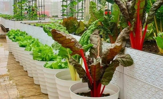 Cách trồng cải cầu vồng siêu dinh dưỡng tại nhà