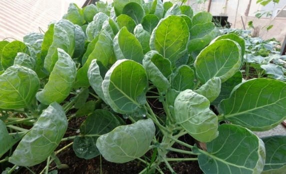 Hướng dẫn trồng và chăm sóc rau cải rổ tại nhà