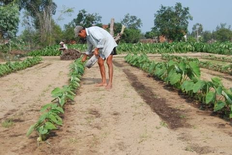 Đất cát - Loại đất nhẹ và ấm phù hợp với nhiều loại cây trồng